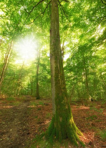 Trees, forest and sunshine with plants for nature, woods...