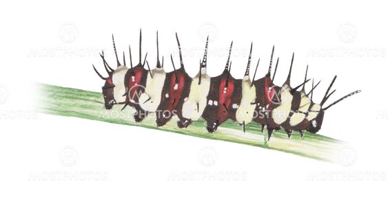 Leopard-Lacewing-Caterpilla