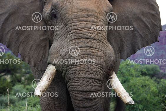 Afrikanske elefant i Kruger National Park
