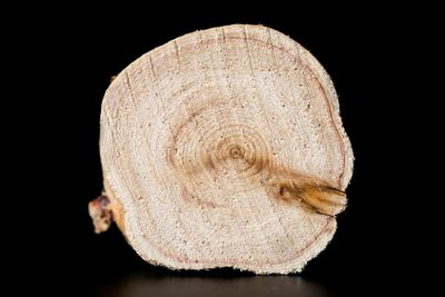 Texture of cross section juniper wood. Pattern of tree...