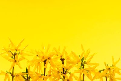 Yellow background with forsythia flowers