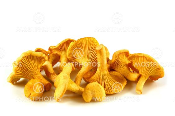 Chanterelles isolated