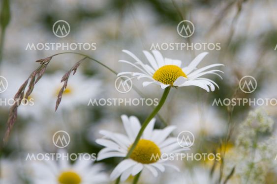 Midsummer flowers