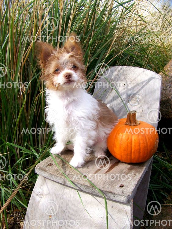 My Little Pumpkin
