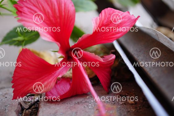 hibiscus