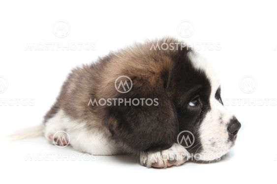 Young Saint Bernard Puppy on White Background