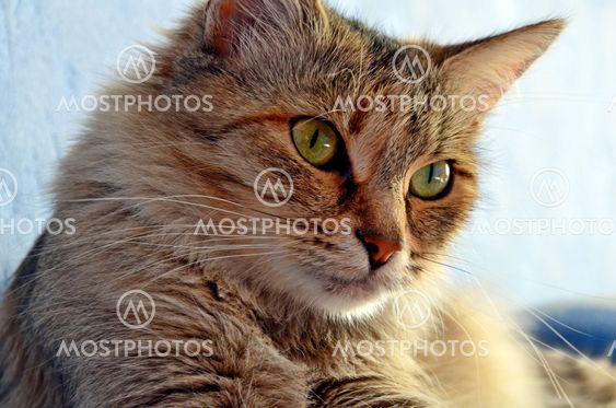 Cat of Dasha