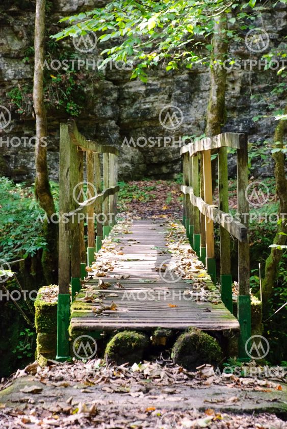 Wooden bridge in forest