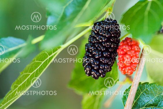 ripe black and red berries on Morus tree
