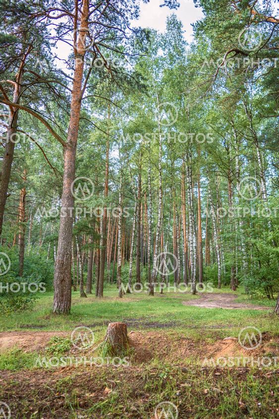 Summer forest