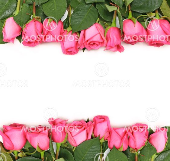 Lined up Pink Roses on White