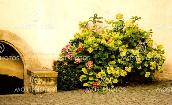 Close up of an old wall and bush
