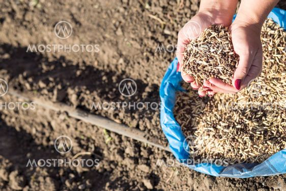 Hand with seeds. Planting seeds in a garden.