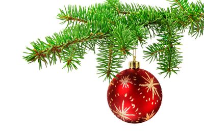 Red ball on christmas tree branch