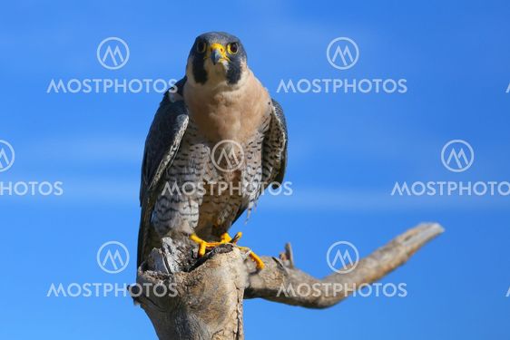 Peregrine falcon sitting on a stick