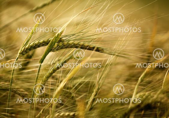Ears of ripe barley growing on a farm field