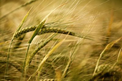 Ears of ripe barley growing on a farm field