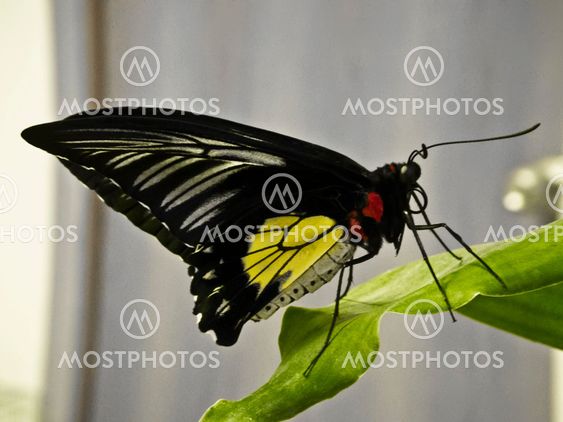butterfly