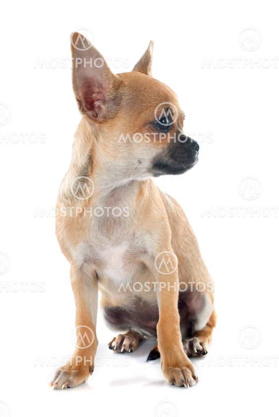 puppy chihuahua