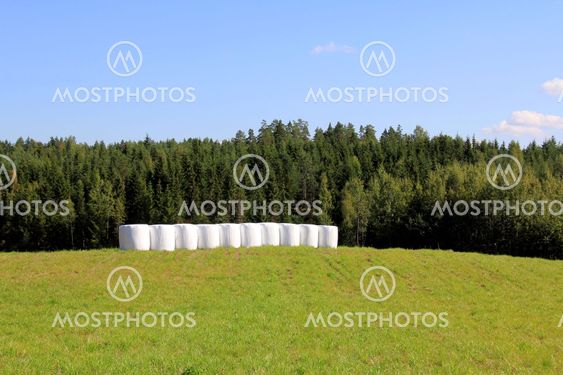 Bales of Silage on Green Summer Field