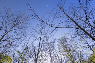deciduous trees in the forest in the spring season