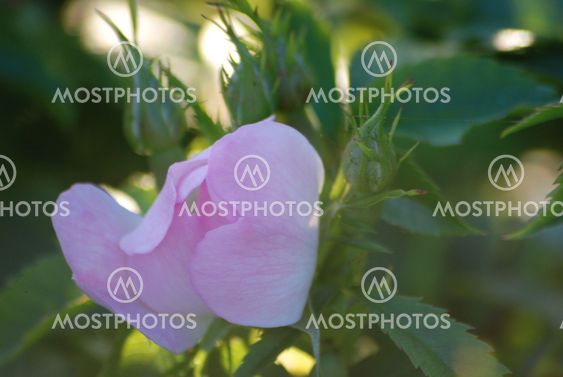 Rosebuds