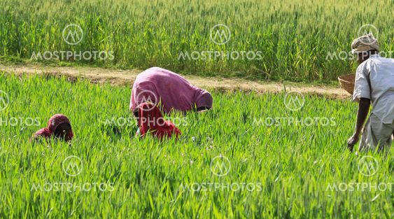 Women Farming