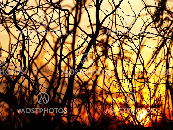 Abstract curves of a tree at sunset