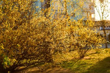 Yellow forsythia flowers in full bloom in spring. Dense...