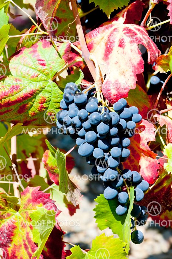 red grapes, Douro Valley, Portugal