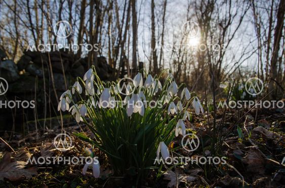 Backlit snowdrops