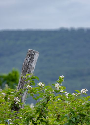 Blooming blackberries orchard , Zemplin hills, Hungary