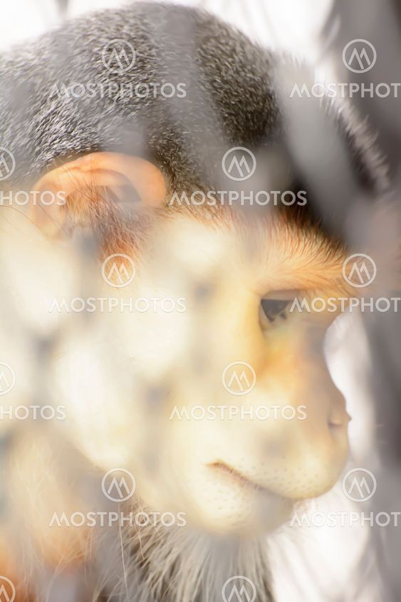 Douc Langur