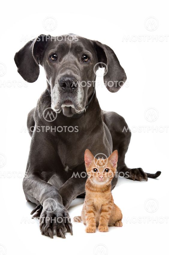 great dane and kitten