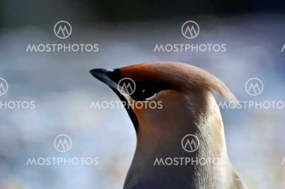 Närbild av en sidensvans i profil