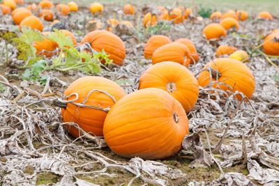 Pumkin field with different types of pumpkin on autumn day