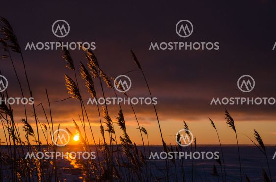 Reeds by sunset