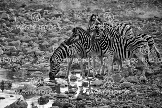 a group of zebra drinking water at etosha national park namibia