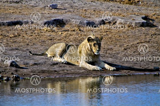lying lion near a waterhole at etosha national park namibia africa