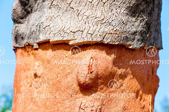 close up of cork oak, Alentejo, Portugal