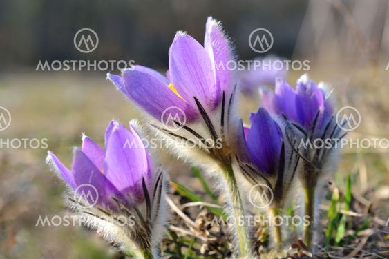 Pasque Flower blooming on spring meadow at the sunset -...