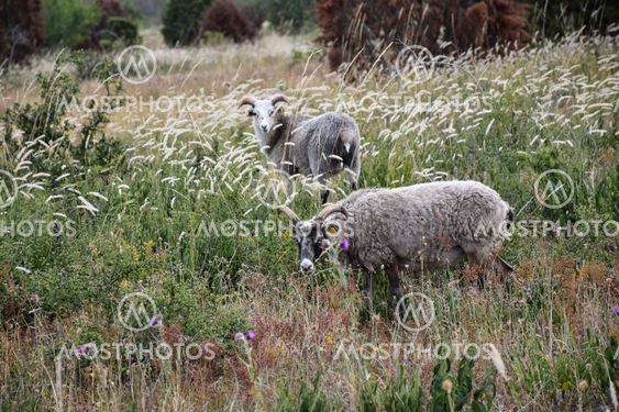 Får i Karums naturreservat på Öland
