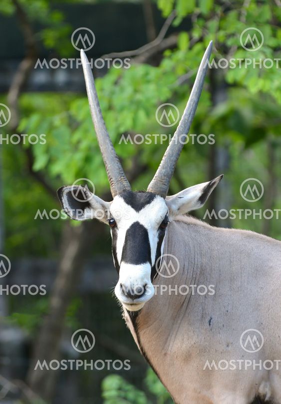 oryx or gemsbok