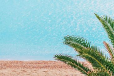 Palm tree leaves at seaside beach