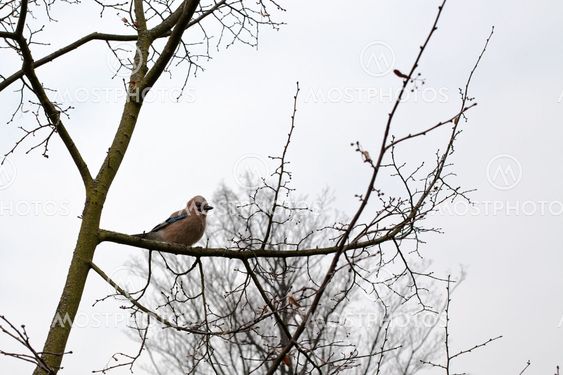 small bird on tree branch