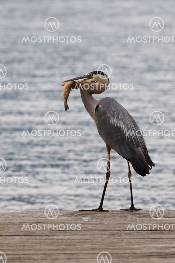Great Blue Heron- successful fishing
