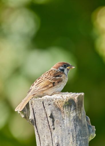 Bird, sparrow and stump in nature for ecology,...