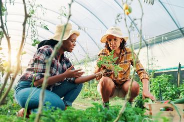 Vegetables, teamwork or women in greenhouse for farming...