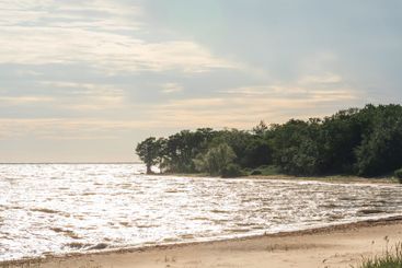 wooded seashore with sandy beach on a windy day
