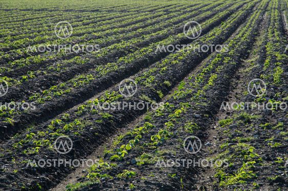 Rows of strawberry seedlings